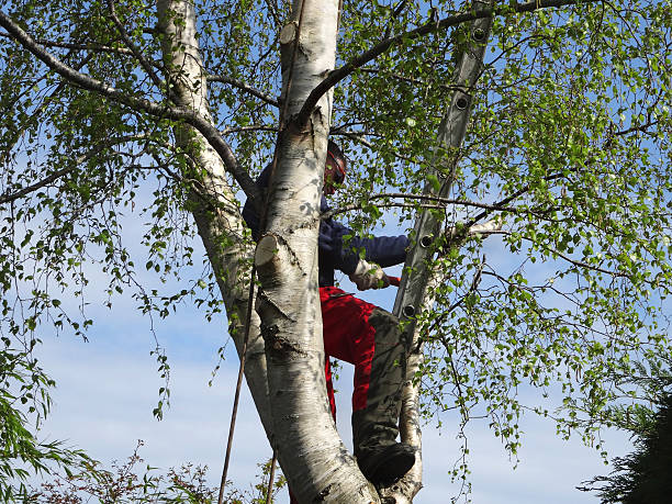 Best Tree Disease Treatment  in Lanse, MI