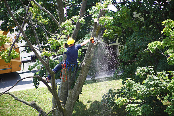 How Our Tree Care Process Works  in  Lanse, MI